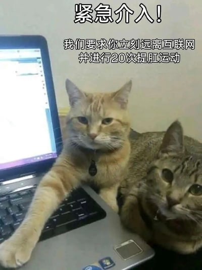图片中两只猫咪趴在一台打开的笔记本电脑旁边，橘猫表情严肃，前爪搭在键盘上，虎斑猫则歪着头看向镜头。图片上方有醒目的文字：'紧急介入！我们要求你立刻远离互联网并进行20次提肛运动'。这张图片通过拟人化的方式，用猫咪'官方介入'的幽默口吻，建议长时间使用互联网的人暂停上网，进行简单的健康运动，营造出轻松搞笑的效果。