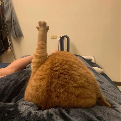 一只胖嘟嘟的橘猫仰卧在蓝色毯子上，背对着镜头，一只爪子高高举起指向天花板，露出毛茸茸的橘色背影和粉嫩肉垫。旁边能看到主人的手臂，背景是卧室的墙壁和简单家具，整体画面充满生活气息和萌点。猫咪的姿势像是在伸懒腰或试图触摸什么，胖乎乎的体型和认真举爪的样子形成可爱反差萌。