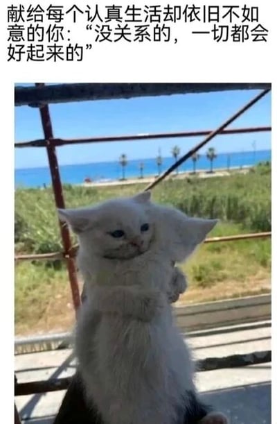 图片上方配有文字“献给每个人认真生活却依旧不如意的你：“没关系的，一切都会好起来的””，下方是一只被人用手托着的白色小猫，小猫毛发蓬松，眼神清澈，背景是开阔的海滩、蓝天和远处的棕榈树，整体氛围温暖治愈，传递出安慰和鼓励的情感。
