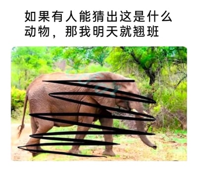 这是一张用来调侃职场生活的趣味梗图，采用图文混排的形式，上方配有文字“如果有人能猜出这是什么动物，那我明天就翘班”，下方是一张拍摄于户外自然环境的大象照片，照片中用多条黑色粗线条对大象的身体躯干部分进行了遮挡，但大象的尾巴、部分腿部、象鼻以及象牙都清晰露出，很容易就能识别出动物是大象。发布者通过这种看似设置了难度、实际毫无难度的猜谜方式，制造出反差趣味，同时表达出想要翘班、逃离职场的情绪。