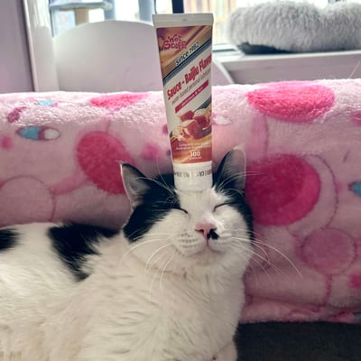 一只黑白相间的奶牛猫闭眼躺卧在粉色心形图案的毛毯上，头顶正中央稳稳顶着一管印有"Baijiu Flavor"字样的Wet Stuff润滑剂。猫咪表情放松享受，仿佛对头顶的物品毫无察觉。背景可见窗户和室内家具，整体画面呈现出一种荒诞又搞笑的反差感。