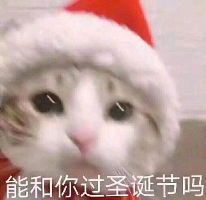戴着圣诞帽的猫咪请求一起过圣诞节