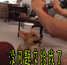 柯基举手接任务：没问题交给我了