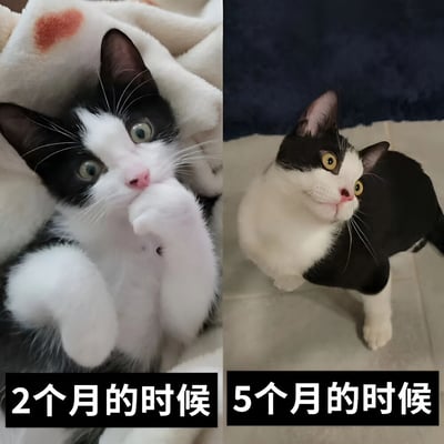 这是一张左右对比的猫咪成长记录图，展示了同一只黑白猫咪在2个月和5个月时的萌态变化。左侧2个月大的小猫裹在带有粉色心形图案的白色毛毯中，躺卧着抬起一只白色小爪靠近嘴巴，圆溜溜的绿色眼睛向上看，显得无辜又可爱；右侧5个月大的猫咪站在浅色瓷砖地面上，背部黑色、腹部白色，黄色眼睛歪着头向上望，神态更加活泼好奇。图片底部文字分别标注'2个月的时候'和'5个月的时候'，清晰呈现猫咪三个月内的体型与神态变化，整体氛围温馨治愈。