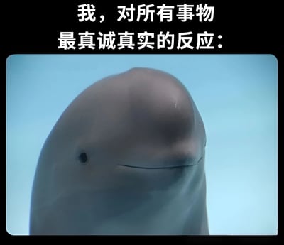 图片上方为黑色背景白色文字“我，对所有事物最真诚真实的反应：”，下方是一张白鲸的面部特写。白鲸头部呈圆润的灰色，眼睛小而黑，嘴角微微上扬，表情平静中带着一丝微妙的“淡定”，背景为浅蓝色。整体通过白鲸中性又略带喜感的表情，幽默地表达了对各种事物的真实反应。