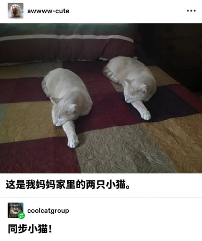 图片展示了两只白猫以几乎完全相同的姿势并排侧卧在拼布床单上睡觉，前爪都向前伸展，呈现出高度同步的可爱画面。图片下方配有文字"这是我妈妈家里的两只小猫。"，底部还有评论"同步小猫!"，突出了猫咪们动作一致的有趣瞬间。