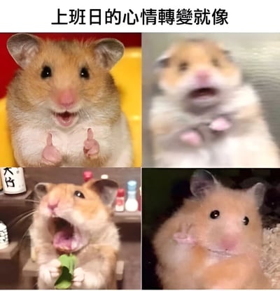 这是一张四格拼接的图文混排梗图，用同一只仓鼠的四种不同表情来幽默地表现上班族工作日的心情变化。第一张图中仓鼠竖起两个大拇指，表情开心；第二张图仓鼠表情惊讶，嘴巴微张；第三张图仓鼠张大嘴巴打哈欠，显得疲惫；第四张图仓鼠低头，表情沮丧。图片上方配有文字'上班日的心情轉變就像'，生动形象地展现了从早上积极到晚上疲惫的情绪转变过程。