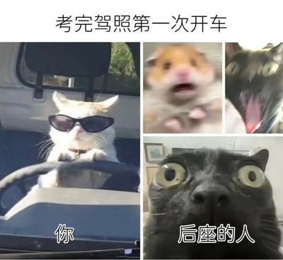 这是一张四格拼贴梗图，主题为'考完驾照第一次开车'。左上角是戴着墨镜、双手扶方向盘的白猫，下方标注'你'，展现出新手司机故作镇定的自信姿态；右上角是一只嘴巴张大、表情惊讶的仓鼠；右下角是一只眼睛瞪得溜圆、表情极度惊恐的黑猫，下方标注'后座的人'，生动对比了新手司机与乘客的不同心态。
