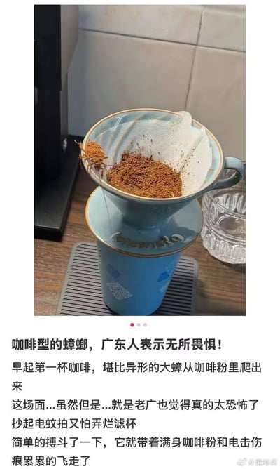 这是一张记录早起冲咖啡时惊魂一幕的实拍图文内容：手冲咖啡的陶瓷滤杯内，铺着滤纸的咖啡粉区域里，一只沾满咖啡粉的蟑螂正往滤杯边缘爬出来。配文讲述了这位广东网友本想制作早起第一杯咖啡，结果遭遇堪比《异形》出场画面的大蟑螂，想用电蚊拍驱赶又怕弄坏滤杯，一番短暂搏斗后，蟑螂带着满身咖啡粉和电击伤狼狈飞走的经历；配文虽调侃“广东人无所畏惧”，但也坦言这场面实在恐怖。