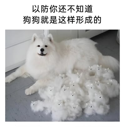 图片上方有黑色文字“以防你还不知道 狗狗就是这样形成的”，下方是一只白色萨摩耶犬趴在地上，面带微笑。狗狗旁边有一堆它脱落的白色毛发，这些毛发被编辑添加了卡通化的小耳朵和黑色眼睛，看起来像一群迷你小狗狗。图片通过幽默的方式暗示狗狗是由自己脱落的毛发形成的，利用了宠物掉毛的常见现象制造笑点。