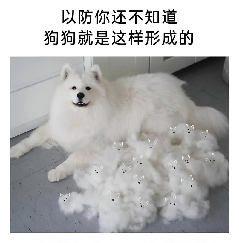 萨摩耶犬
