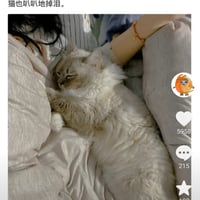 小猫文学