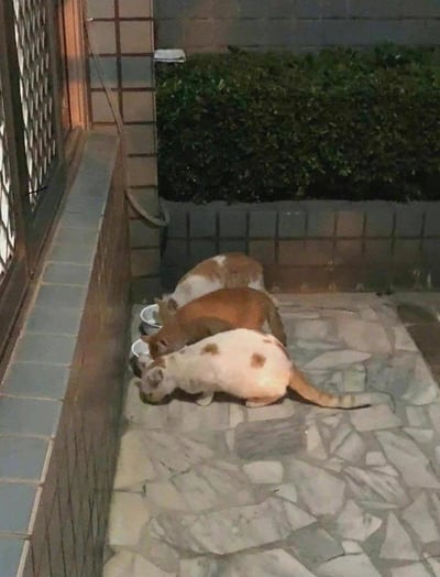 夜晚的户外角落，三只猫咪整齐排成一列，各自低头专注地对着面前的碗进食，模样投入又可爱。地面是拼花石板材质，一旁是砖墙和茂密的绿植，整体场景温馨日常，应该是被投喂的流浪猫或散养家猫的进食瞬间，充满治愈感。