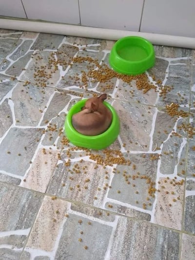一只棕色的小狗蜷缩在绿色的塑料食盆里，身体几乎填满了整个碗，看起来像是把自己当成了食物。旁边还有一个同样绿色的空碗，周围的石质地板上散落着大量的狗粮，形成了一片狼藉的景象。小狗似乎毫不在意散落的食物，反而舒适地待在碗中，画面既滑稽又可爱。