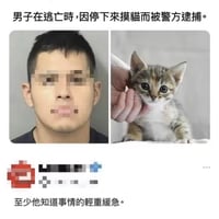 三色小猫