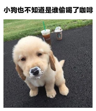 图片中是一只金毛幼犬坐在黑色路面上，鼻子周围沾着白色奶泡，背景有两杯星巴克咖啡（一杯冰咖啡和一杯星冰乐）。图片上方配有文字“小狗也不知道是谁偷喝了咖啡”，通过幼犬无辜的表情和沾有奶泡的鼻子形成幽默对比，暗示小狗就是偷喝咖啡的“元凶”却假装不知情，整体风格可爱又搞笑。