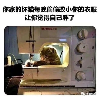 这是一张趣味宠物梗图，图片上方配有醒目的文字：“你家的坏猫每晚偷偷改小你的衣服让你觉得自己胖了”。画面主体是一只真实的猫咪，它趴在一台BERNINA 1006型号的缝纫机内部空间中，前爪搭在缝纫机的工作台上，神态看起来十分专注，仿佛正在操作缝纫机修改衣服。图片通过拟人化的创意，将人们偶尔觉得衣服变小时的自我怀疑，幽默地归咎于猫咪的恶作剧，用可爱的宠物形象和荒诞的设定制造出搞笑效果，很容易引发养宠人士以及有过类似感受的人群的共鸣。