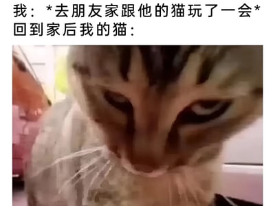 图片上方是文字描述：'我：*去朋友家跟他的猫玩了一会* 回到家后我的猫：'，下方是一张近距离拍摄的虎斑猫特写。猫咪眼神锐利，瞳孔收缩，表情警惕且带着一丝怀疑，仿佛在质问主人为何接触了其他猫咪。整体通过猫咪的表情和文字结合，幽默地展现了宠物猫的占有欲和醋意。