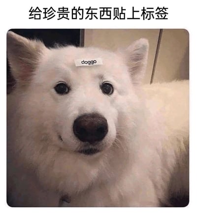 这是一张文字加注的静态宠物图，主体是一只外观类似萨摩耶的白色狗狗，它的额头处贴着写有英文“doggo”的标签，狗狗表情温和，带着淡淡的笑意，乖巧地看向镜头。图片上方配有中文文字“给珍贵的东西贴上标签”，以幽默的方式将可爱的狗狗定义为珍贵事物，通过贴标签的行为制造反差萌的搞笑效果，传递出对宠物的喜爱，适合用作表达喜爱、调侃的趣味表情包。