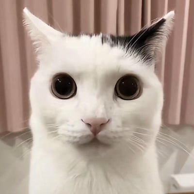 一张白猫的特写照片，猫咪有着雪白的毛发，只有耳朵带有黑色斑纹。它正睁着异常大的圆眼睛直视镜头，眼神中透露出惊讶或好奇的表情。背景是粉色的窗帘，整体画面聚焦于猫咪的面部，展现出可爱又略带呆萌的神态。