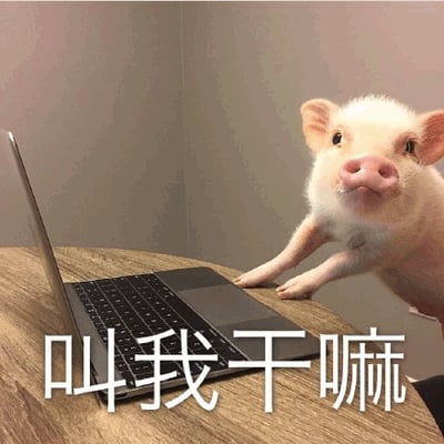 图片中一只白色的小猪站在木质桌子上，前腿搭在黑色笔记本电脑的键盘上，抬头露出无辜的表情。图片下方叠加了白色文字“叫我干嘛”，将小猪拟人化，仿佛在回应被呼唤的场景，整体营造出可爱又幽默的氛围，像是在吐槽被打扰或被要求做事时的不情愿状态。