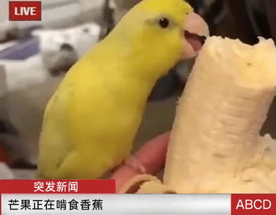 这是一张模仿电视新闻直播形式制作的搞笑创意P图。画面左上角带有红色的“LIVE”直播标识，主体内容是一只被取名为“芒果”的黄色鹦鹉，正张嘴专注地啃食被人握在手中的去皮香蕉。图片底部配有模仿新闻播报的字幕栏，左侧红色栏标注“突发新闻”，下方白色栏写着“芒果正在啃食香蕉”，右下角还有“ABCD”标识。创作者用严肃正式的新闻播报包装普通的宠物日常进食场景，通过这种强烈的反差感制造出搞笑的效果，属于网友自制的趣味梗图。