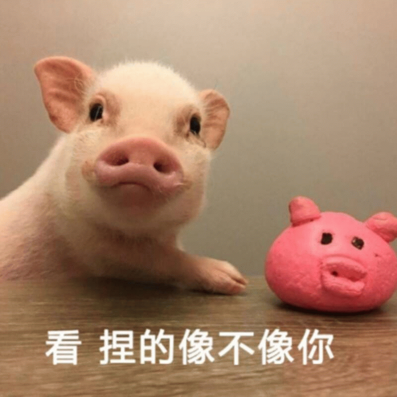 小猪和它的玩具猪分身