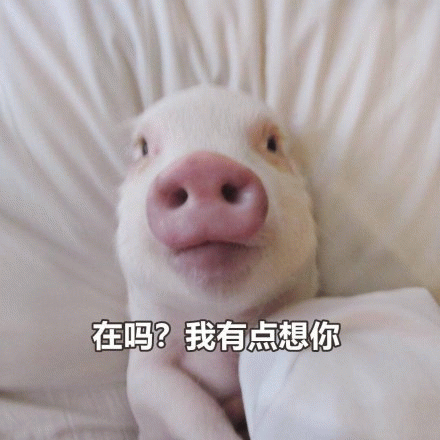 可爱小猪躺床思念表情包