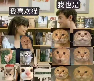 图片中一男一女面对面站立，女性头顶对话气泡写着“我喜欢猫”，男性回应“我也是”。两人周围被多张不同猫咪的图片环绕，包括橘猫、白猫、花猫等，猫咪表情各异，有呆萌、好奇等。背景是摆放着书籍和海报的书架，营造出轻松的室内氛围。整体通过对话和猫咪图片的结合，幽默地表现了两人对猫的共同喜爱，可能暗含喜欢不同猫咪类型的趣味反差。