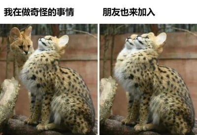 这是一张左右对比的静态趣味梗图，左侧画面里，一只薮猫坐在树枝上仰头做出看起来很奇怪的动作，旁边的另一只薮猫正好奇地看向它，画面上方配文“我在做奇怪的事情”；右侧画面中，原本旁观的薮猫也完全模仿同伴的动作，仰头做出同样的奇怪姿态，画面上方配文“朋友也来加入”。图片通过两只猫咪的可爱互动，生动还原了现实生活中朋友之间会跟风模仿对方奇怪举动的日常场景，充满治愈感和趣味性，容易引发观者的共鸣。
