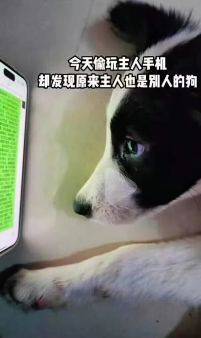 一只黑白相间的小狗正用爪子扒着一部智能手机，专注地盯着屏幕上的绿色文字。图片上方配有文字：'今天偷玩主人手机 却发现原来主人也是别人的狗'，通过'狗'的双重含义制造幽默效果 - 既指小狗本身，也指主人在别人面前可能扮演的顺从角色。