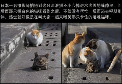 两张拼接的实拍图片，展示了一只虎斑猫不小心卡在水沟盖缝隙中的有趣场景。左图中，虎斑猫露出无奈表情被困在地面孔洞中，旁边一只橘白猫正扭头观望；右图则显示橘白猫呼朋引伴后，三只猫咪围在被困猫咪周围，仿佛在集体围观嘲笑。图片通过猫咪拟人化的行为制造出幽默效果，展现了动物间有趣的互动瞬间。