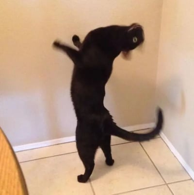 一只黑猫在室内墙角处用后腿站立，前腿抬起，身体向后弯曲，似乎在拉伸或试图够取墙上的某物。猫咪的眼睛睁大，表情专注，尾巴自然下垂，整个姿势显得既滑稽又可爱。背景是简单的米色墙壁和浅色瓷砖地板，没有其他明显物体。