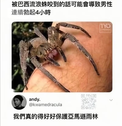 圖片頂部文字為「被巴西流浪蛛咬到的話可能會導致男性連續勃起4小時」，中間是一張巴西流浪蛛趴在人手臂上的近距離照片，蜘蛛體型較大，顏色呈灰褐色，腿部有明顯花紋。照片下方顯示社交媒體風格的評論，用戶名為「andy.」，賬號「@kwamedracula」，評論內容為「我們真的得好好保護亞馬遜雨林」，通過將蜘蛛的特殊生物特性與保護雨林的呼籲結合，形成幽默效果。照片中間有水印「沙雕群546370479」，右下角有一個二維碼。