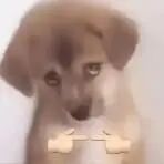 小棕狗
