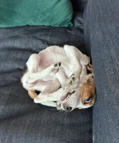 这是一张实拍的宠物照片，画面主体是一只比格犬，它仰躺在深灰色的沙发角落，身体蜷缩成一团，四肢交错着抬起，脑袋歪向沙发边缘，眼睛半睁，嘴巴微张露出牙齿，姿态放松又带着十足的搞怪感。画面上方还有一个绿色的靠垫，整体场景是温馨的家庭环境，展现出狗狗惬意放松的状态，十分治愈有趣。