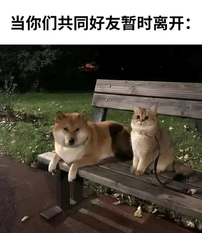 图片上方配有文字“当你们共同好友暂时离开：”，下方是一张夜晚户外场景的照片。画面中有一只柴犬和一只猫并排坐在木制长椅上，柴犬身体前倾，前爪搭在长椅边缘，表情显得有些慵懒；猫则端正坐着，脖子上系着牵引绳，眼神警觉地看向前方。整体通过动物拟人化的方式，幽默展现了共同好友离开后剩下两人之间可能存在的微妙氛围。