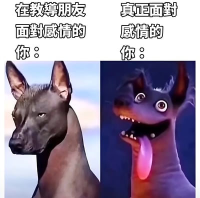 这是一张左右对比的搞笑梗图，通过同一只无毛狗的两种极端表情来幽默展现人们在感情问题上的双重标准。左边画面中，狗表情严肃冷静，配文"在教導朋友面對感情的你："；右边画面中，同一只狗表情变得极度夸张惊恐，眼睛瞪得很大，舌头伸出，配文"真正面對感情的你："。这种强烈的反差生动地表现了人们常常能给别人提供理性建议，却难以从容处理自己感情问题的普遍现象。