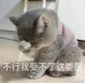 委屈到不行的小灰猫