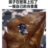 鸽子