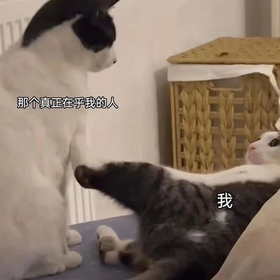 图中两只猫咪呈现趣味互动场景：左侧黑白猫咪直立站立，眼神专注，被配文“那个真正在乎我的人”；右侧灰白猫咪仰卧在地，伸出前爪指向对方，配文“我”。通过猫咪的姿态和文字对比，幽默展现了面对在乎的人时，自己慵懒又想亲近的可爱反应。