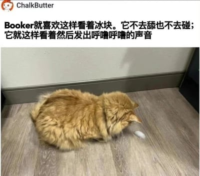 一只毛茸茸的金色猫咪Booker正蹲坐在木地板上，身体蜷缩成一团，低头专注地凝视着前方地面上的一小块冰块。它既没有伸出爪子去碰，也没有用舌头去舔，就只是静静地看着，同时发出呼噜呼噜的满足声。图片上方配有文字，解释了Booker这一可爱又独特的行为。
