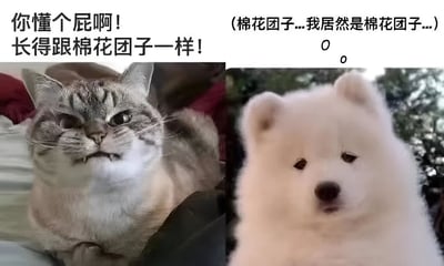 左侧是一只灰色虎斑猫，表情愤怒，眉头紧皱，嘴巴微张，似乎在呵斥。上方配有文字'你懂个屁啊！长得跟棉花团子一样！'。右侧是一只白色萨摩耶幼犬，毛发蓬松，眼神迷茫，歪着头，上方配有文字'(棉花团子...我居然是棉花团子...)'，旁边还有两个类似汗珠的小圆圈，表现出困惑的情绪。整体通过猫咪的暴躁和狗狗的呆萌形成幽默对比，用'棉花团子'比喻萨摩耶的蓬松毛发。