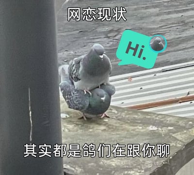 这是一张调侃网恋现状的搞笑表情包，主体是真实拍摄的两只叠在一起的灰鸽子，一只踩在另一只的背上，站在室外的石质平台上。图片顶部配有文字“网恋现状”，右侧添加了带有鸽子头像和“Hi.”字样的绿色聊天气泡，底部配文“其实都是鸽们在跟你聊”。作品利用“鸽们”与“哥们”的谐音梗，结合“鸽”在网络语境中“爽约、拖延、不及时回复”的含义，制造出“网恋对象其实都是鸽子”的荒诞搞笑效果，用来吐槽网恋中遇到的不靠谱、经常被“鸽”的情况。