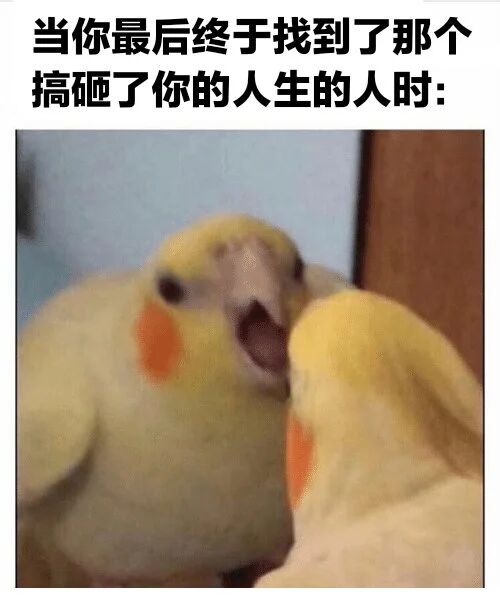 黄色鹦鹉