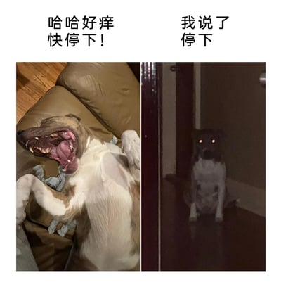 这是一张左右拼接的静态对比图，左侧画面中，一只棕白相间的狗狗肚皮朝上躺在棕色沙发上，四肢抬起，大张着嘴巴露出舌头和牙齿，呈现出被挠痒时开心享受的状态，上方配文“哈哈好痒快停下！”；右侧画面中，一只狗狗坐在昏暗的房间角落，环境光线极暗，狗狗的眼睛在暗光下反光，整体气场冰冷严肃，上方配文“我说了停下”。两张图通过狗狗从玩笑式抗拒到真的发怒的情绪反差，制造出搞笑又带有一丝反差感的效果，精准还原了宠物情绪变化快的特点，容易引发养宠用户的共鸣。