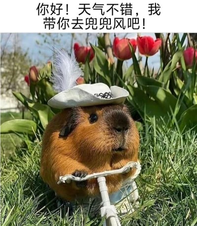 一只棕色豚鼠戴着白色羽毛帽子，前爪握着迷你自行车把手，站在长满红色郁金香的草地上。图片上方配有文字："你好！天气不错，我带你去兜兜风吧！"，营造出春天里可爱动物邀请出游的温馨场景。