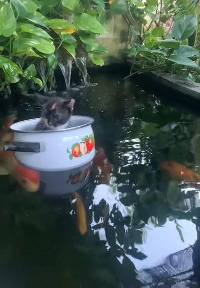 一只黑白相间的小猫正安稳地坐在一个印有红苹果图案的白色锅中，锅漂浮在一个有锦鲤游动的池塘里。背景有小型瀑布和茂密的绿色植物，营造出宁静自然的氛围。小猫探出头来，眼神好奇地观察周围环境，与水中的锦鲤形成有趣互动，画面十分治愈可爱。