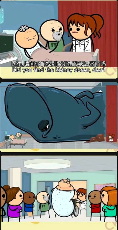 这是一组出自《氰化欢乐秀》的三格连环卡通漫画，采用荒诞的黑色幽默风格：第一格场景为医院病房，一位表情痛苦的老年患者躺在床上，旁边的老年家属面露担忧，向身着白大褂的女医生询问是否找到肾脏捐献志愿者；第二格画面一转，病房内出现了一头体型巨大的鲸鱼，女医生站在鲸鱼身旁，暗示这头鲸鱼就是肾脏捐献者；第三格展示了移植手术完成后，老年患者的身体变成了鲸鱼的形态，被推出病房，周围的人都在围观。漫画用极端离谱的设定，夸张地表现了器官移植资源稀缺下的荒诞解决方案，制造出强烈的喜剧反差效果。
