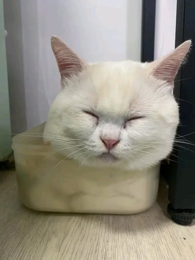 一只通体雪白的猫咪正安详地蜷缩在一个米色塑料盆中，双眼紧闭，粉嫩的鼻子和耳朵内侧透着柔和的颜色。它的胡须自然垂下，整个头部靠在盆沿，仿佛将塑料盆当成了最舒适的小床。背景是浅色的墙壁和黑色的柜子，营造出温馨的室内氛围，猫咪蓬松的毛发和放松的姿态传递出满满的治愈感。